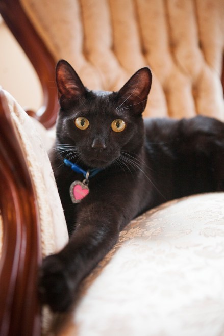 Sparta the perfectly manicured cat