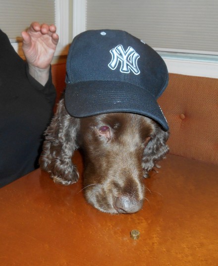 This is our dog Fredi in her Halloween costume.  She considers herself quite a ballplayer.